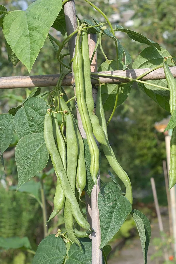 Greens-Beans-Low-FODMAP