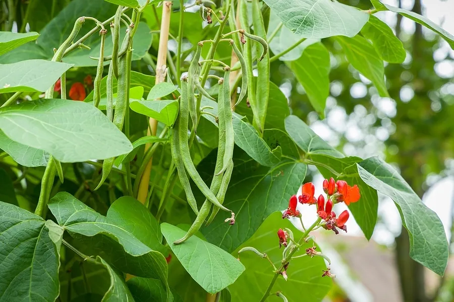 Runner Beans