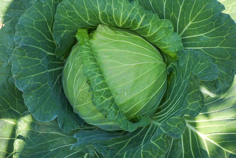 Green Cabbage