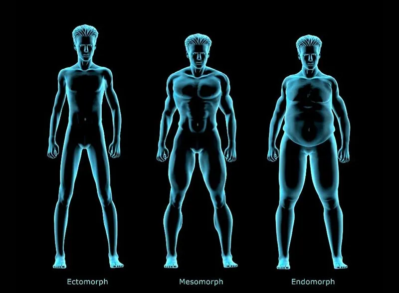 Endomorph Body Type