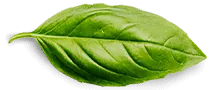 basil leaf